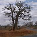 017_de hele weg is geasfalteerd en nog een Baobab